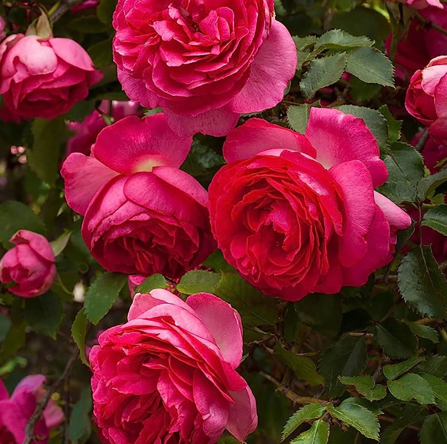 Pink Eden 深粉龙沙 Climbing rose, Own-Root.