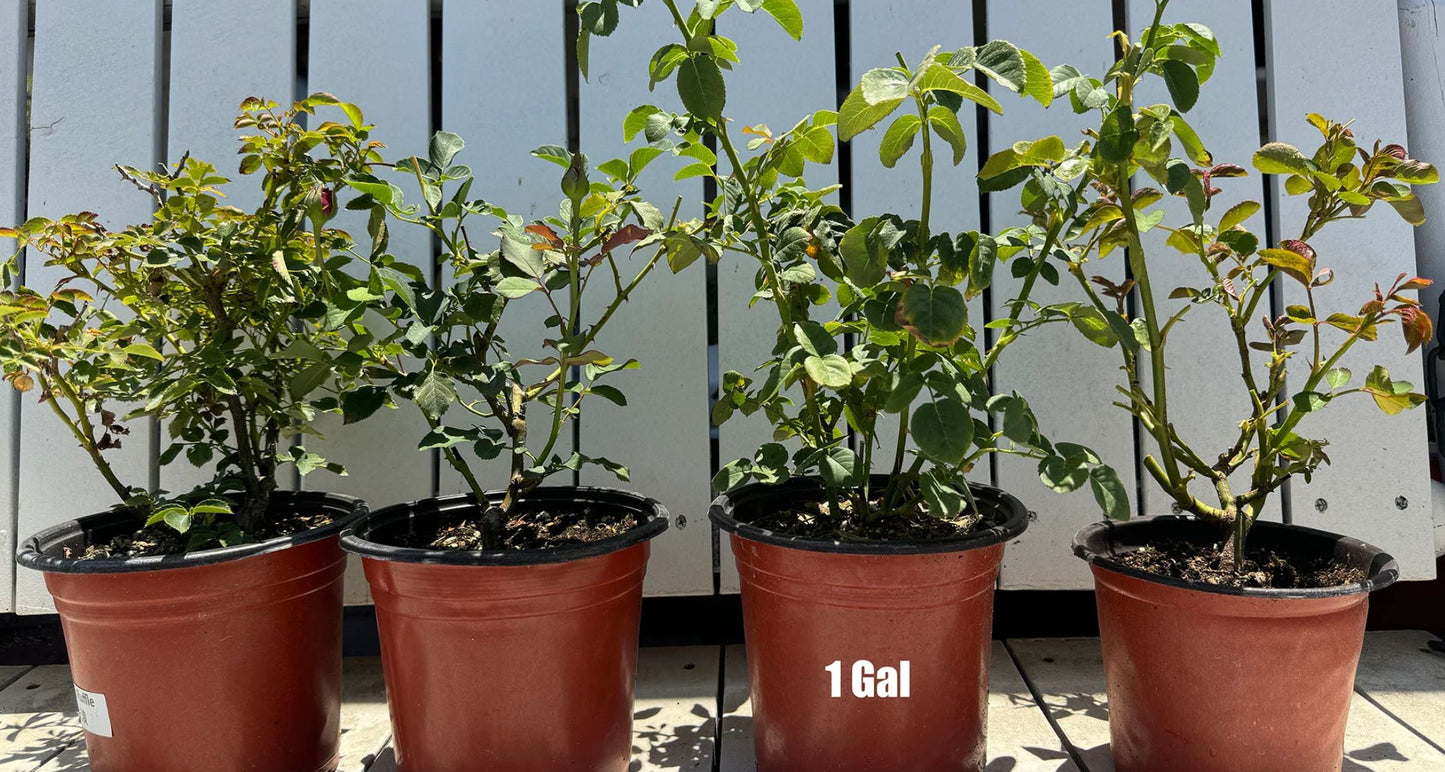 #SPJ112, Yukiwatari 雪渡, Japanese Shrub Rose，Non-Grafted/Own Root.
